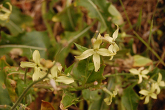 Hesperis laciniata