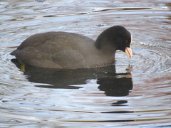 Fulica atra