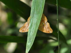 Cirrochroa emalea