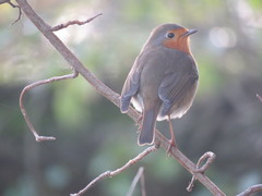 Erithacus rubecula