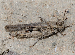Acrotylus fischeri