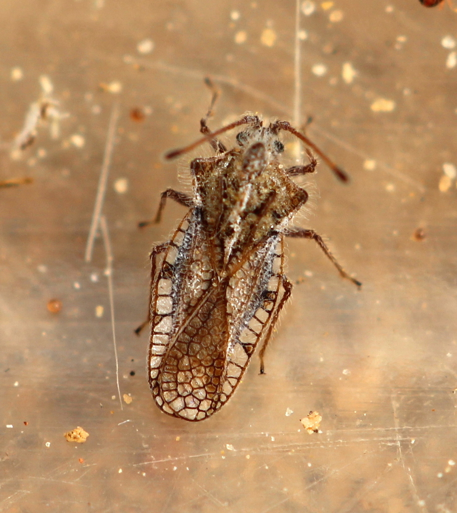 Sanazarius