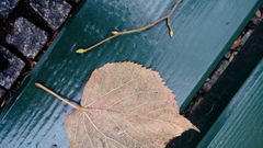 Tilia cordata