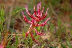 Astragalus monspessulanus monspessulanus