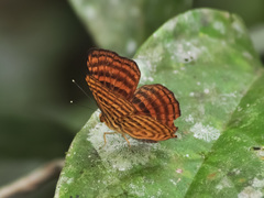 Zemeros emesoides