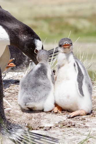 Gentoo Penguin