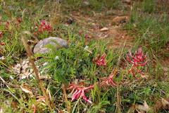 Astragalus monspessulanus monspessulanus