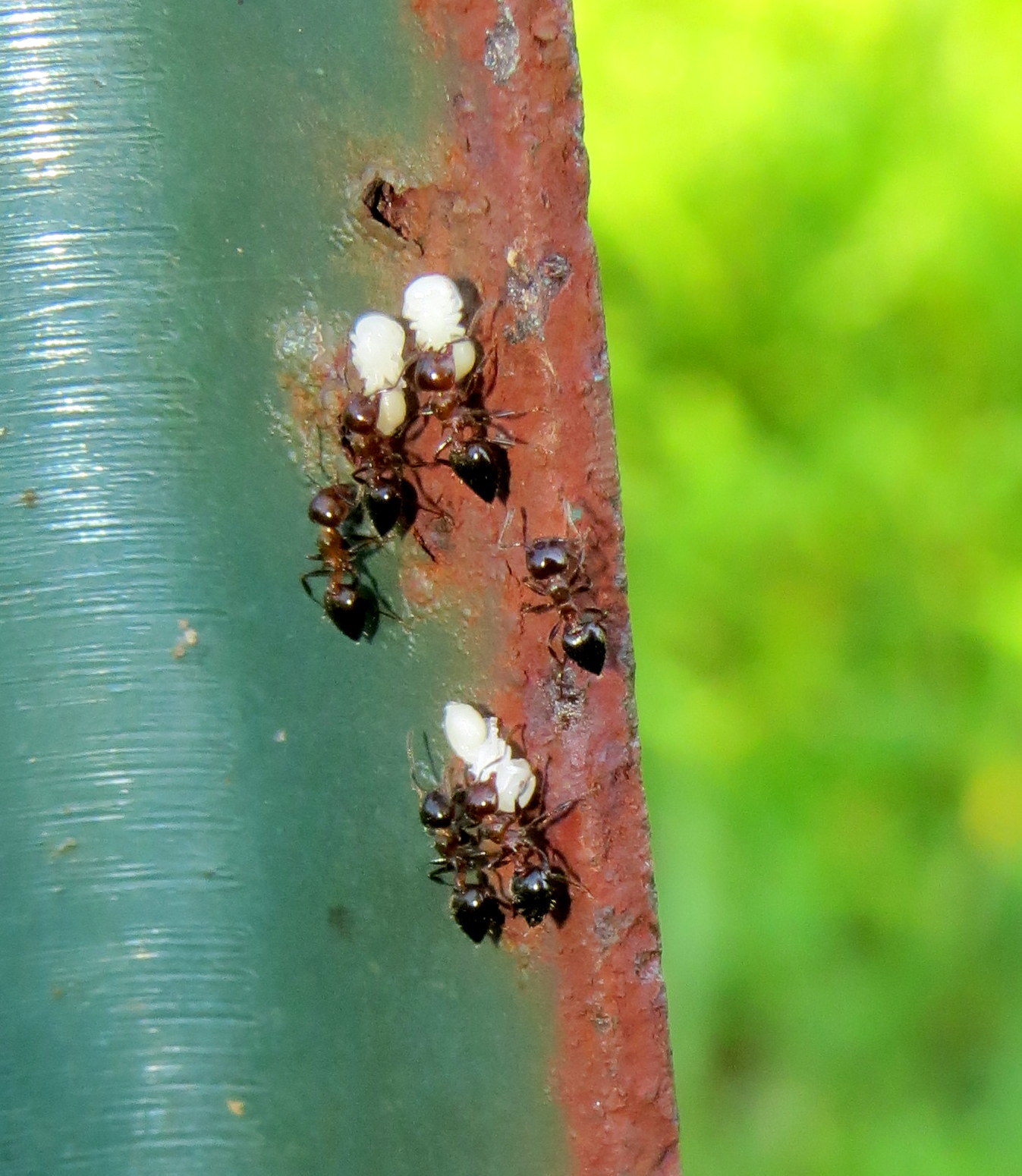 Crematogaster pilosa
