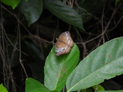 Euthalia monina monina