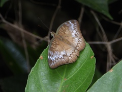 Euthalia monina monina