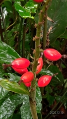 Alpinia japonica