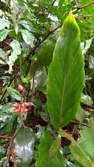 Alpinia japonica