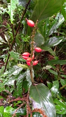 Alpinia japonica