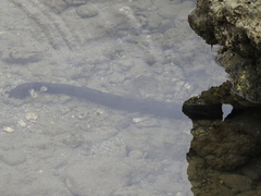 Holothuria leucospilota