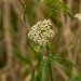Water Parsnip - Photo (c) thesnaguy, some rights reserved (CC BY-NC-SA), uploaded by thesnaguy