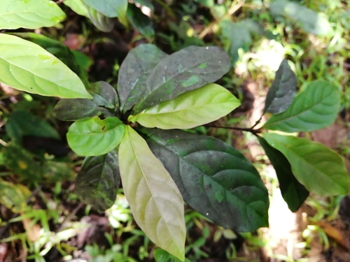Terminalia amazonia - Whole tree