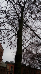 Platanus × hispanica