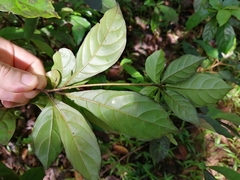 Terminalia amazonia