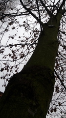 Platanus × hispanica