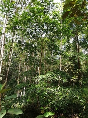 Terminalia amazonia