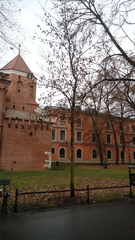 Platanus × hispanica