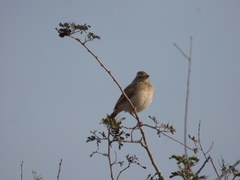 Mirafra javanica