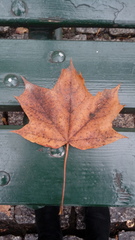 Platanus × hispanica