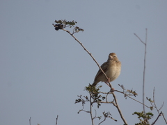 Mirafra javanica