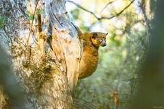 Lepilemur hubbardorum