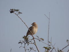 Mirafra javanica