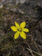 Moraea elsiae