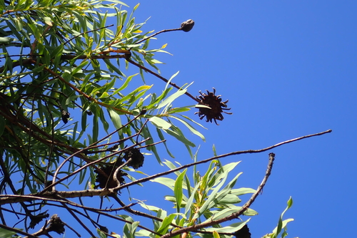 African sugarbush