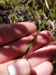 Moraea elsiae