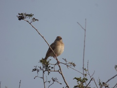 Mirafra javanica