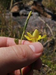 Moraea elsiae