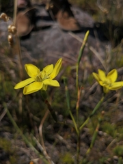 Moraea elsiae