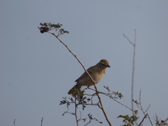 Mirafra javanica