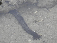 Holothuria leucospilota