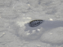 Holothuria leucospilota