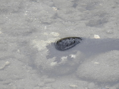 Holothuria leucospilota