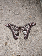 Rothschildia vanschaycki