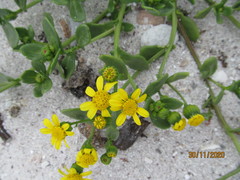 Senecio maritimus