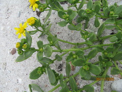 Senecio maritimus