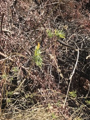 Bituminaria bituminosa