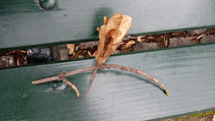 Platanus × hispanica