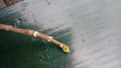 Platanus × hispanica