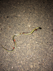 Lampropeltis splendida