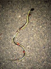 Lampropeltis splendida