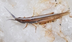 Brachycrotaphus tryxalicerus