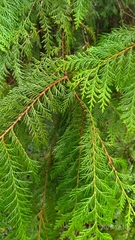 Chamaecyparis formosensis